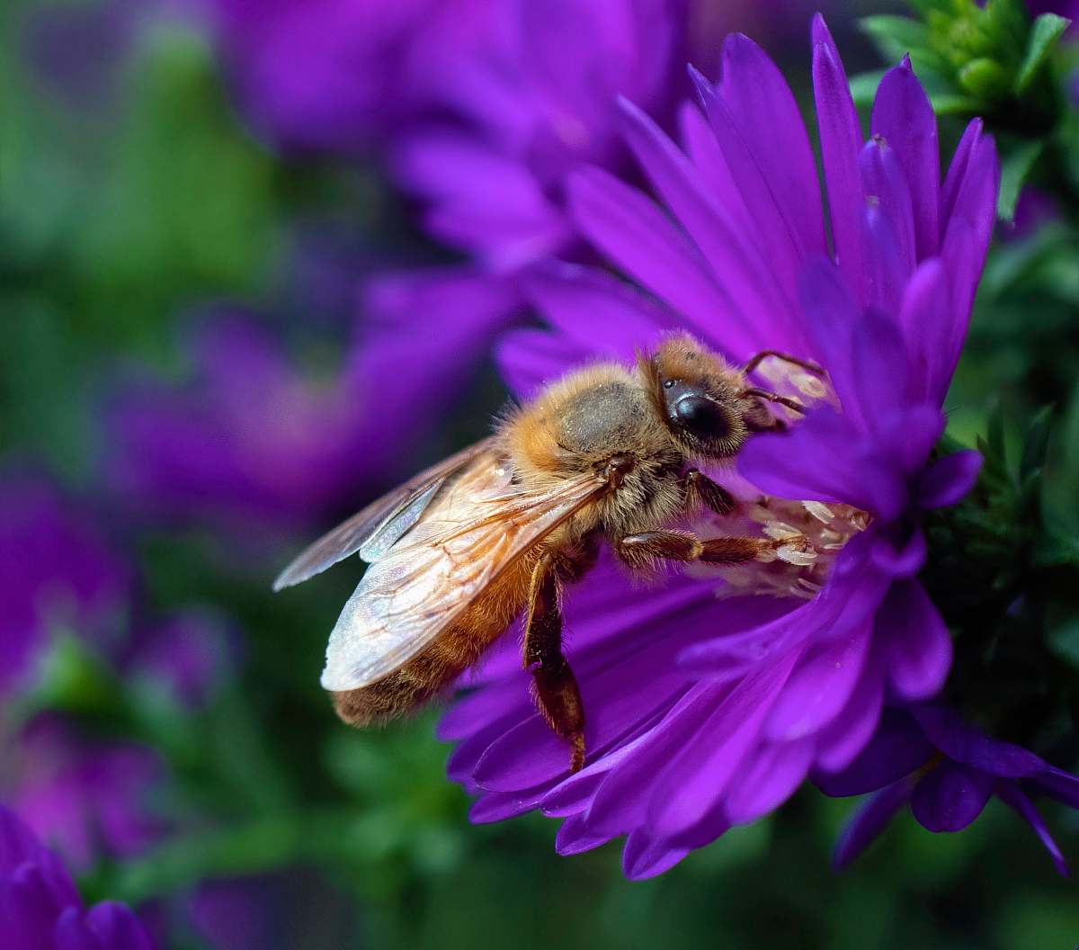 honey bee brown bee sticking on purple petaled flower in close-up photo insect